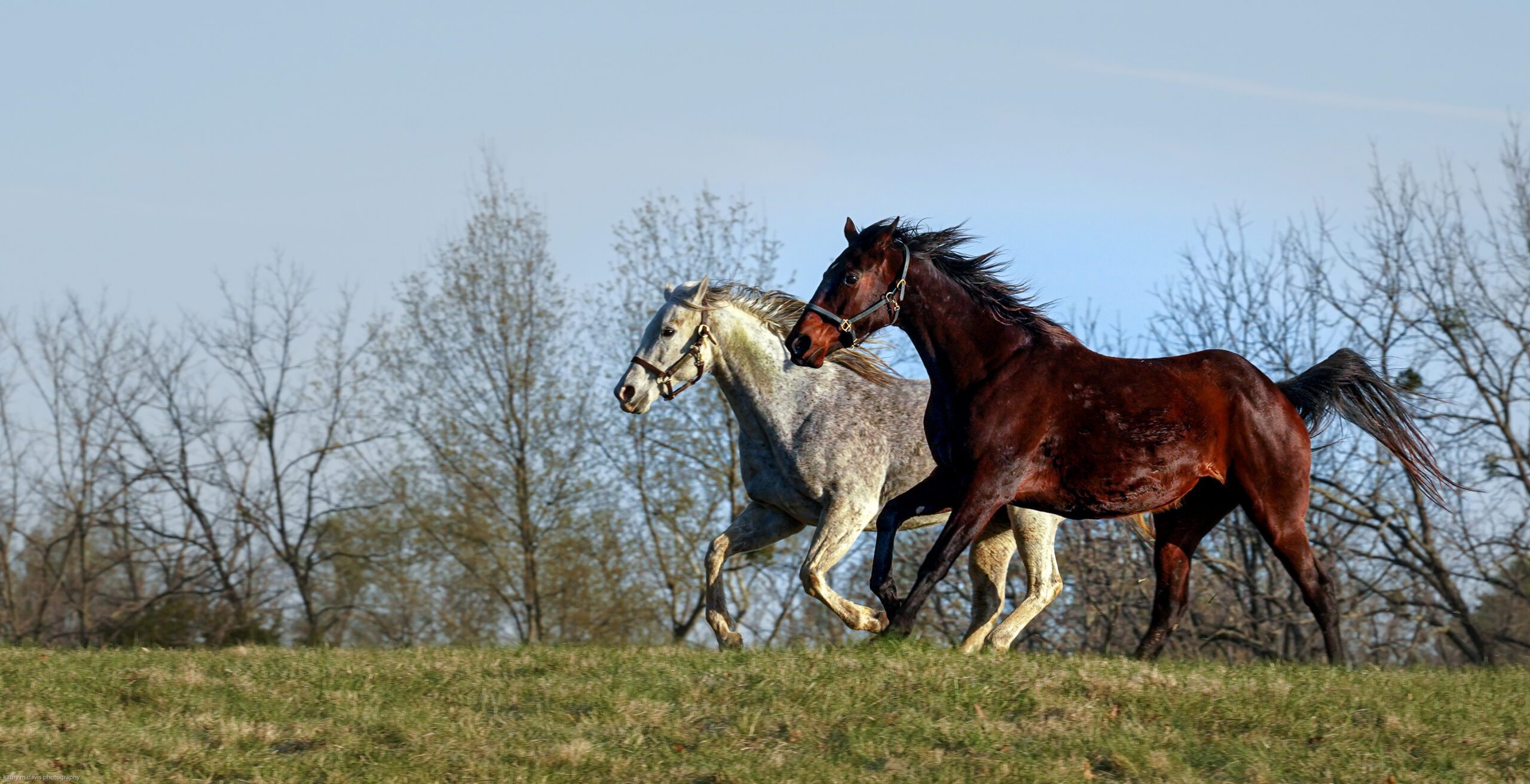 Credit:Kathy M Davis Photography